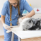 TERION SIA, veterinārā klīnika un aptieka