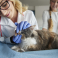 TERION SIA, veterinārā klīnika un aptieka