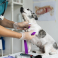 TERION SIA, veterinārā klīnika un aptieka