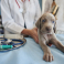 TERION SIA, veterinārā klīnika un aptieka